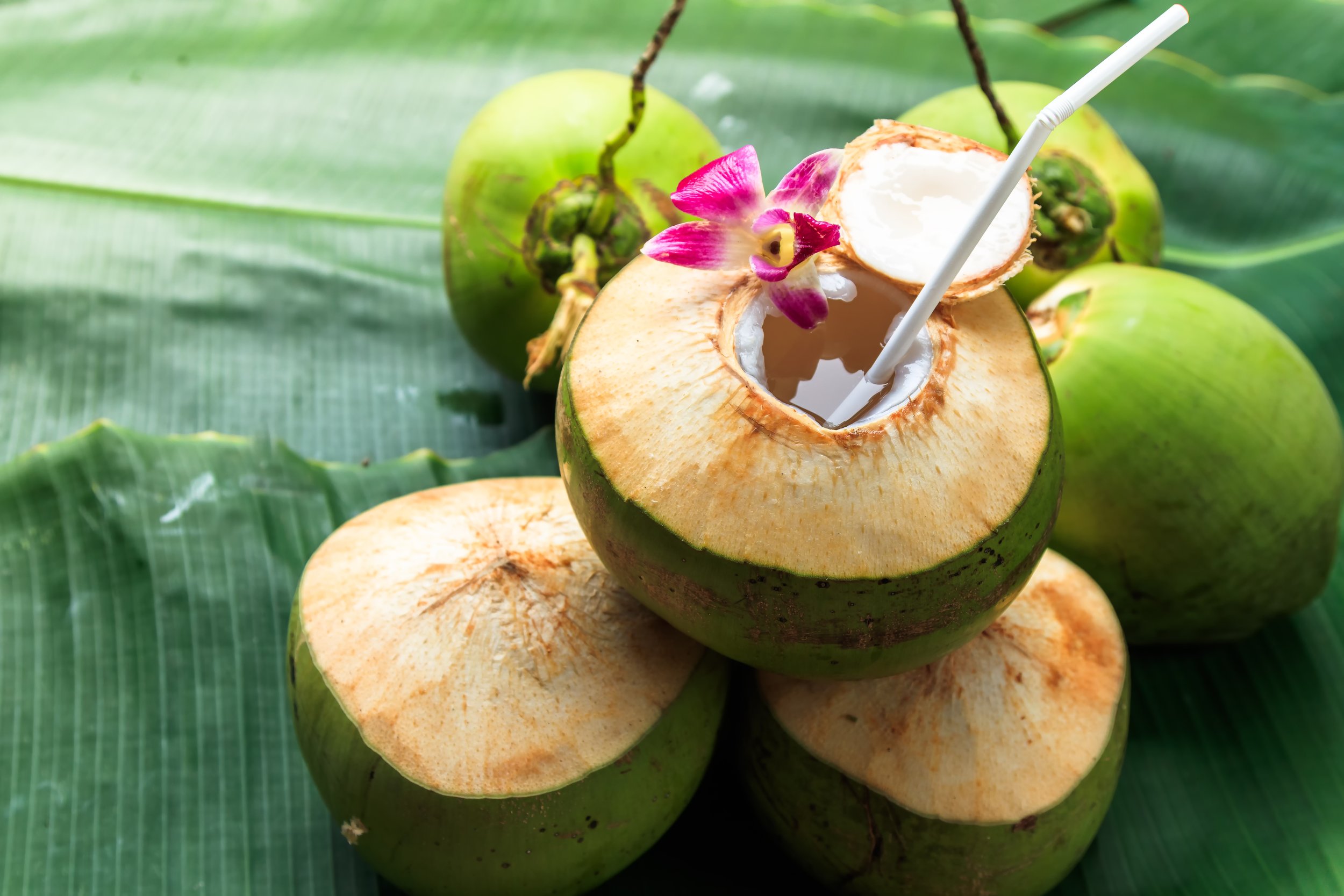 coconut water supplier