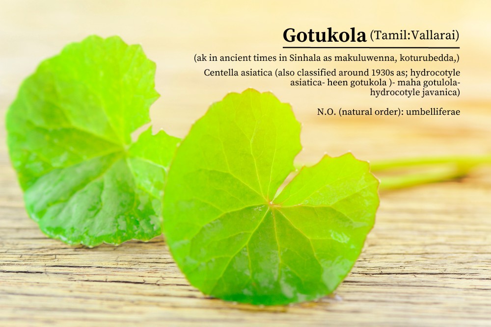 Gotu Kola, an added superfoods in Apple kombucha