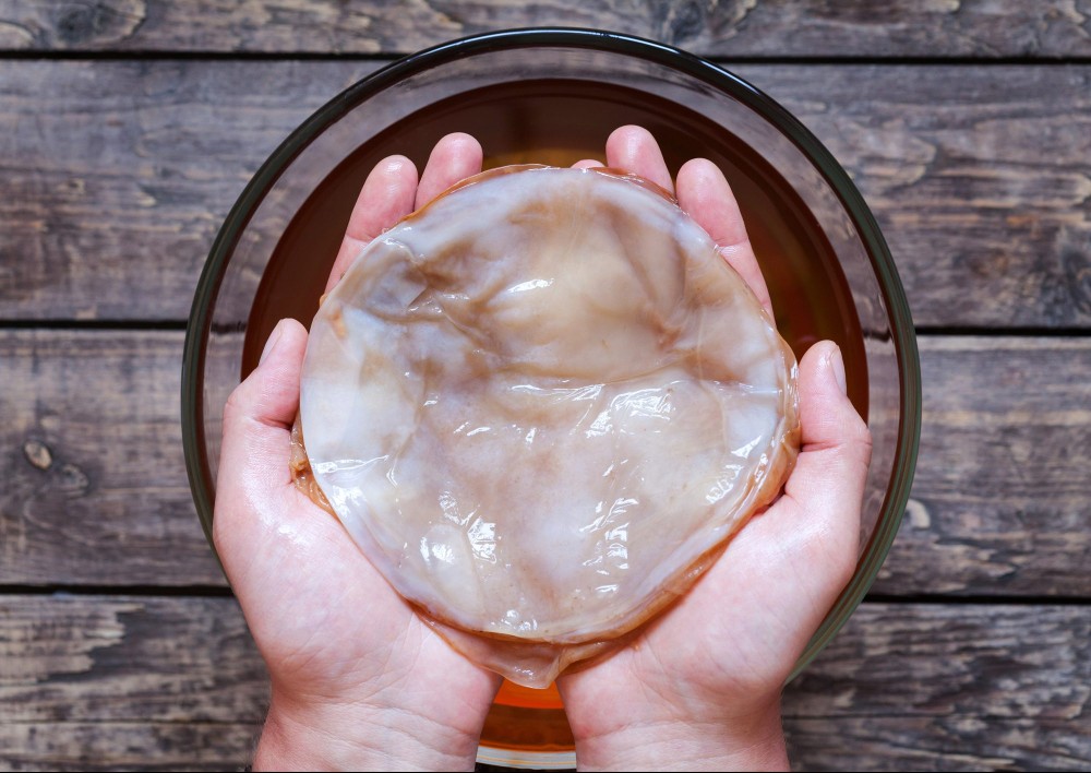 Kombucha Scoby in Kombucha Mushroom