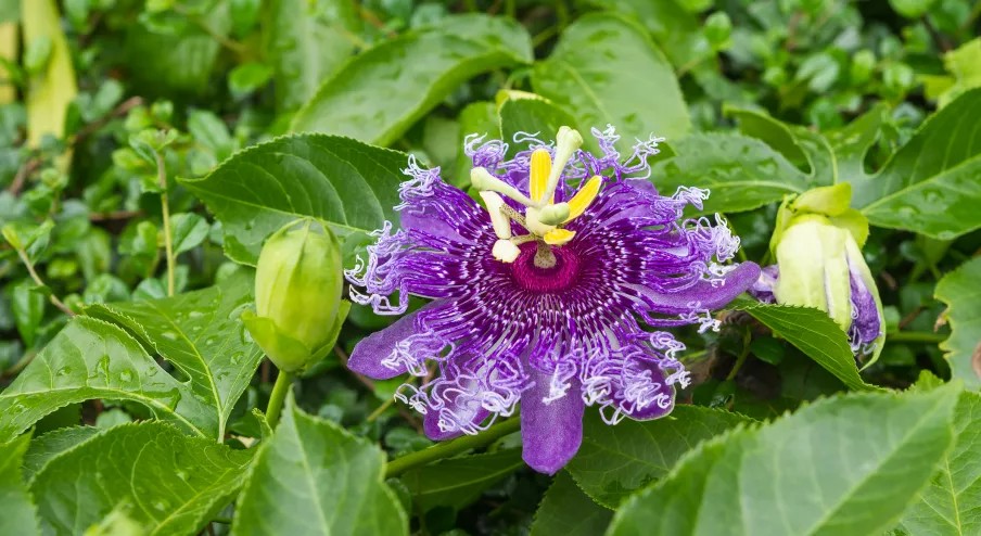 Passion Flower to add in Kiwi Kombucha