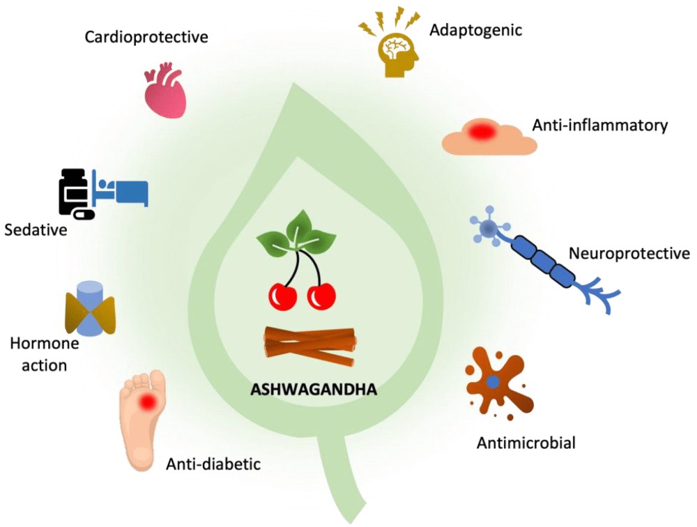 Health benefits of ashwangandha in lemon kombucha