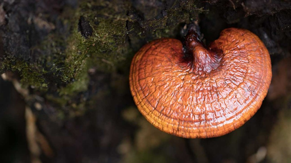 Reishi mushroom to add in Kombucha kiwi