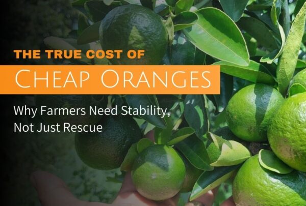 orange juice vietnam - the true cost of cheap orange